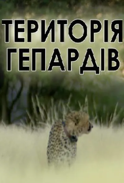 постер Територія гепардів
