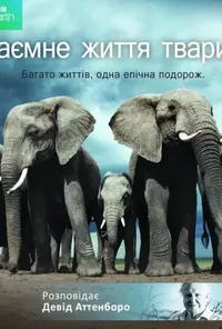 постер Таємне життя тварин