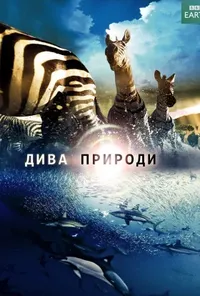 Підозра Софії постер
