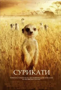 Сурикати