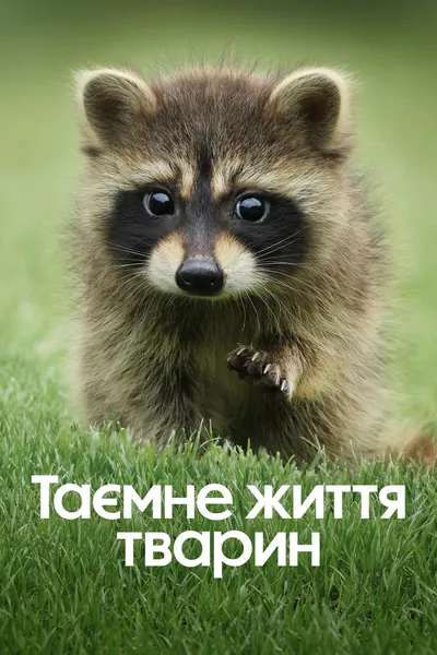 постер Таємне життя тварин