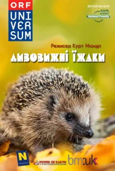 постер Дивовижні їжаки